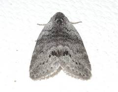 Polygrammate cadburyi