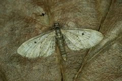 Eupithecia indigata