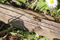 Nomada signata
