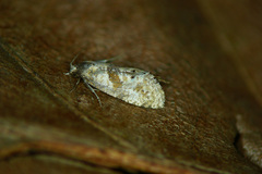 Cochylidia heydeniana