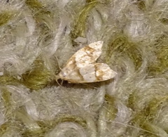 Gymnobathra hamatella