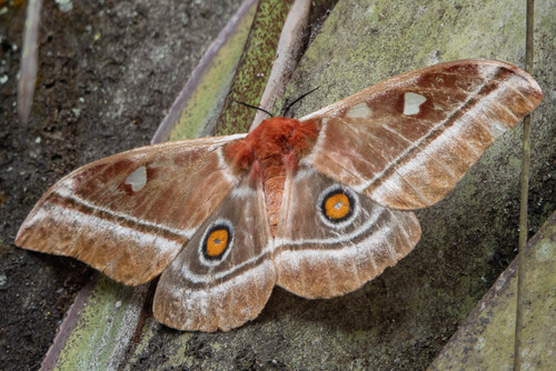 Madagascan emperor moth