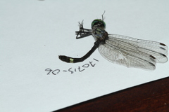 Micrathyria pseudeximia