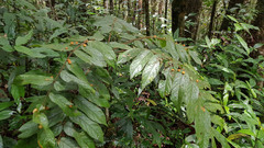 Image of Pauridiantha paucinervis