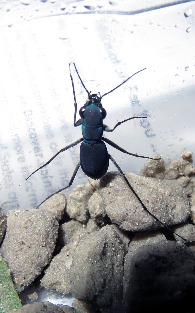 Velvet Dromo Tiger Beetle