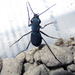 Velvet Dromo Tiger Beetle - Photo (c) matthewct20, some rights reserved (CC BY), uploaded by matthewct20