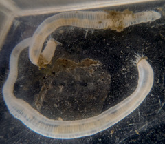 Leptosynapta tenuis