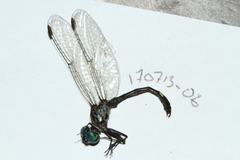 Micrathyria pseudeximia