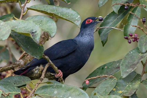 Madagascar Blue-Pigeon