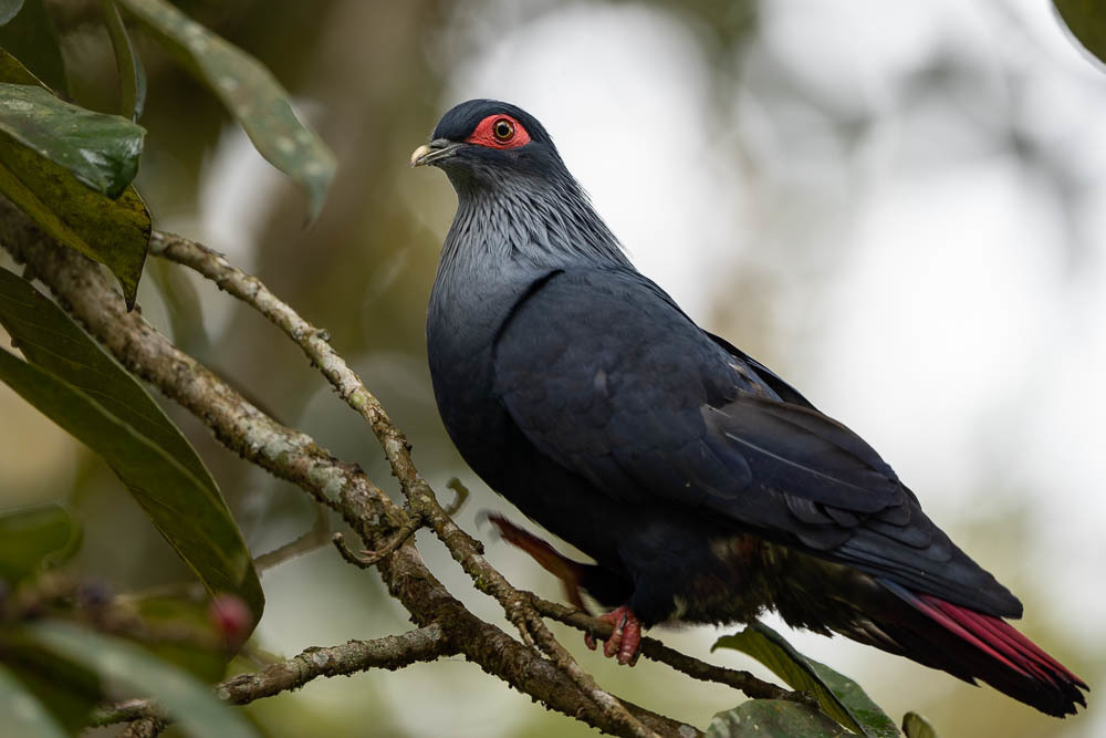 Madagascar Blue-Pigeon photo