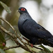 Madagascar Blue-Pigeon - Photo (c) Fran Wiesner, some rights reserved (CC BY-NC-ND), uploaded by Fran Wiesner