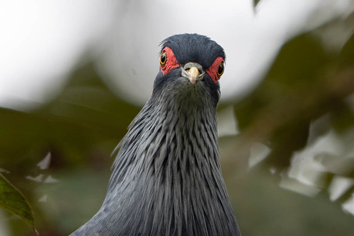 Madagascar Blue-Pigeon