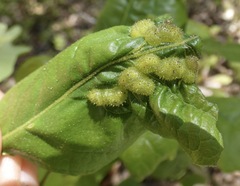 Neuroterus quercusirregularis