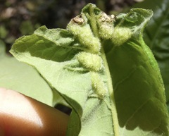 Neuroterus quercusirregularis