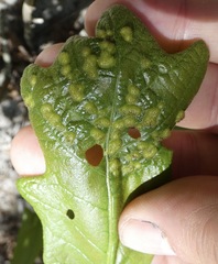 Neuroterus quercusirregularis