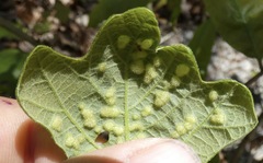 Neuroterus quercusirregularis