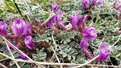 Astragalus missouriensis