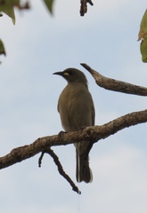 Stomiopera unicolor