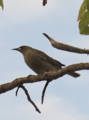Stomiopera unicolor