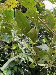 Vernonanthura patens