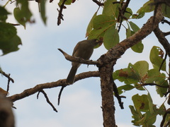 Stomiopera unicolor
