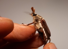 Melolontha melolontha