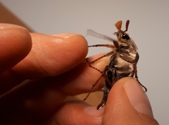 Melolontha melolontha