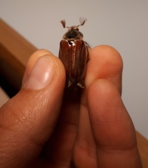 Melolontha melolontha