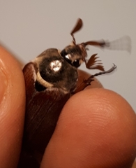 Melolontha melolontha