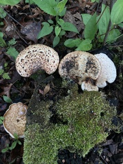 Cerioporus squamosus