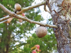 Kokkocynips imbricariae