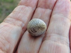 Kokkocynips imbricariae