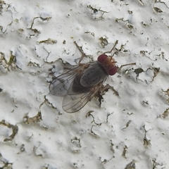 Prosopomyia pallida