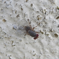 Prosopomyia pallida