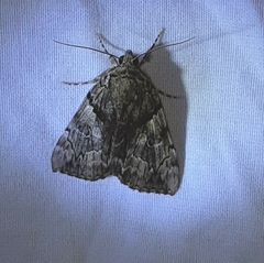 Catocala crataegi