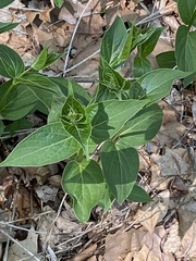 Vincetoxicum rossicum