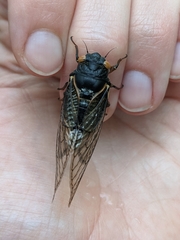 Magicicada septendecula