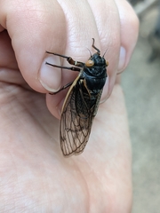 Magicicada septendecula