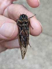Magicicada septendecula