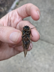 Magicicada septendecula