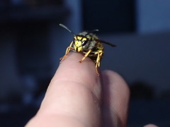 Vespula germanica