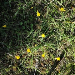 Narcissus bulbocodium