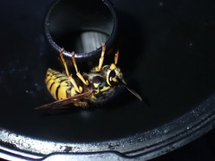Vespula germanica