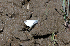 Pieris rapae