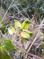 Serjania lucida