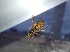 Vespula germanica