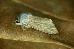 Acronicta nervosa