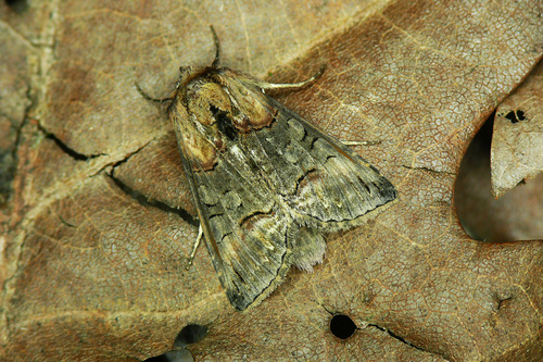 Representative image of Abrostola