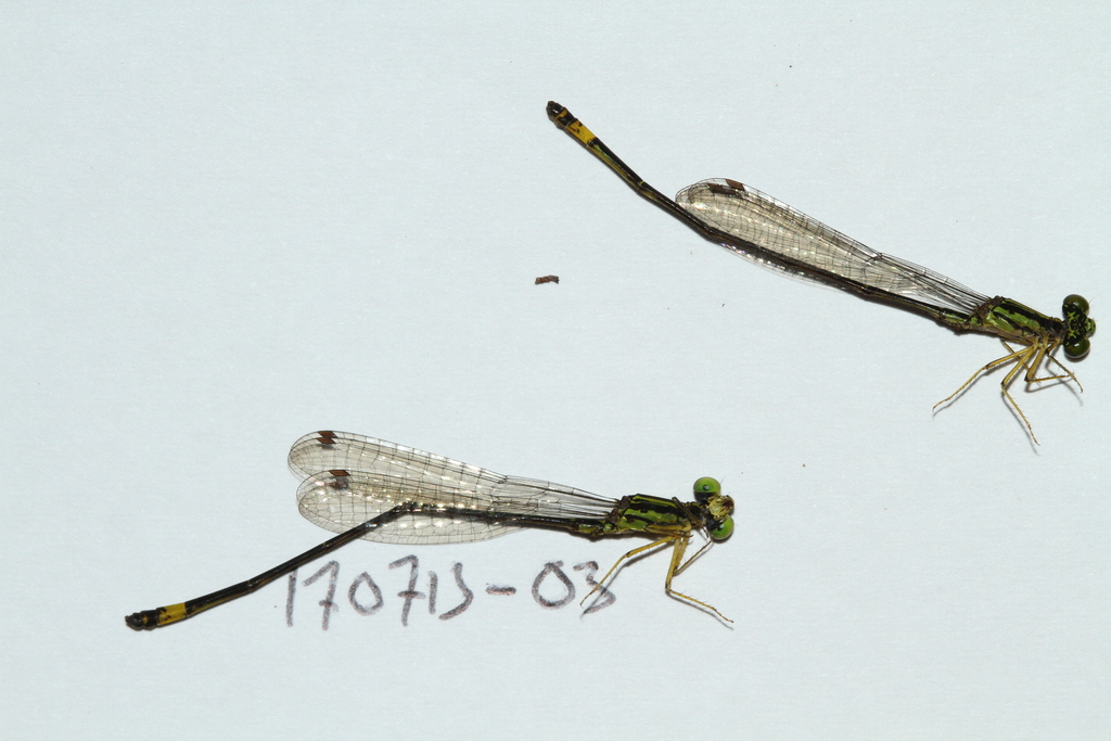 Neoneura confundens