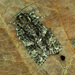 Knot Grass Moth - Photo (c) Michał Brzeziński, some rights reserved (CC BY-NC), uploaded by Michał Brzeziński